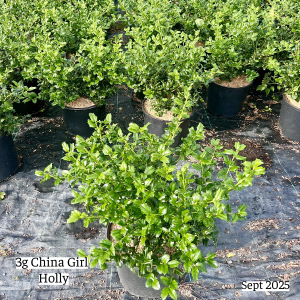 September 2025 3g China Girl Holly Group Website